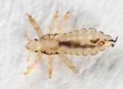 Dream Meaning of Lice
