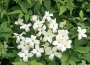 Dream Meaning of Jasmine Vine