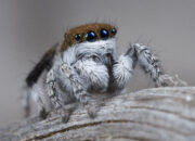 Dream Meaning of Spiders