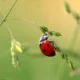 Dream Meaning of A Ladybird