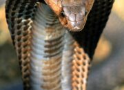 Dream Meaning of Cobra Snake
