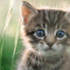 Dream Meaning of Kitten