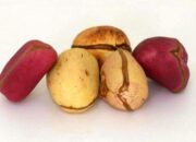 Dream Meaning of Kolanut