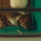 Dream Meaning of A Pet Rat