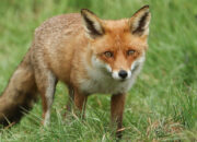 Dream Meaning of Seeing A Fox