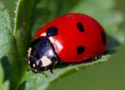 Dream Meaning of Bugs