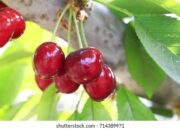 Dream Meaning of A Large Cherry