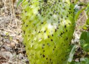 Dream Meaning of Ripe Soursop
