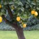 Dream Meaning of Lemon Tree