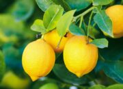 Dream Meaning of Lemons