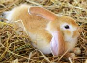 Dream Meaning of Light Brown Rabbit