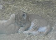 Dream Meaning of A Lion Cub