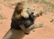 Dream Meaning of A Lion Attack