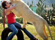 Dream Meaning of Having A Pet Lion