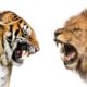 Dream Meaning of Lion And Tiger