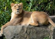 Dream Meaning of Seeing Lioness