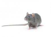 Dream Meaning of A Grey Rat