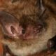 Dream Meaning of A Brown Bat
