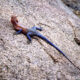 Dream Meaning of A Lizard