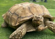 Dream Meaning of Tortoise