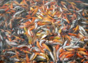Dream Meaning of Lots Of Fish