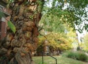Dream Meaning of Witches Tree