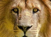 Dream Meaning of White Lion Chasing You