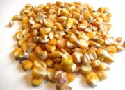 Dream Meaning of Maize Grain