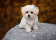 Dream Meaning of Puppy