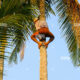 Dream Meaning of Climbing A Coconut Tree