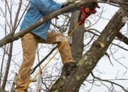 Dream Meaning of Cutting Tree Branches