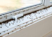 Dream Meaning of Ladybugs In My Room