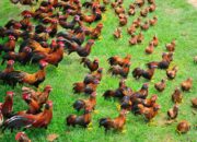 Dream Meaning of Many Chickens