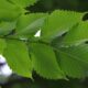 Dream Meaning of Leaves