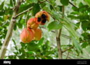 Dream Meaning of Open Ackee