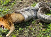 Dream Meaning of Lion Snake