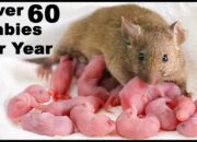 Dream Meaning of Mouse Having A Baby