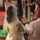 Dream Meaning of Paying Bride Price