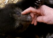 Dream Meaning of Petting A Bear