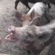 Dream Meaning of Pig Biting Me