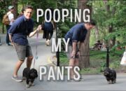 Dream Meaning of Pooping Your Pants In Public