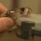Dream Meaning of Removing Snake Venom