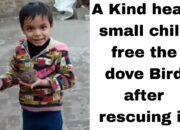 Dream Meaning of Rescuing A Dove