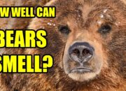 Dream Meaning of Smelling A Bear