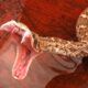 Dream Meaning of Snakes Biting