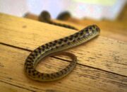 Dream Meaning of Snakes In The House