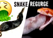 Dream Meaning of Vomiting Snake
