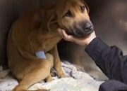 Dream Meaning of Dead Dog Coming Back To Life