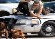 Dream Meaning of Dog Chasing Someone