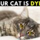 Dream Meaning of Dying Cat